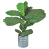 36" Fig Plant In Silver Cement Pot