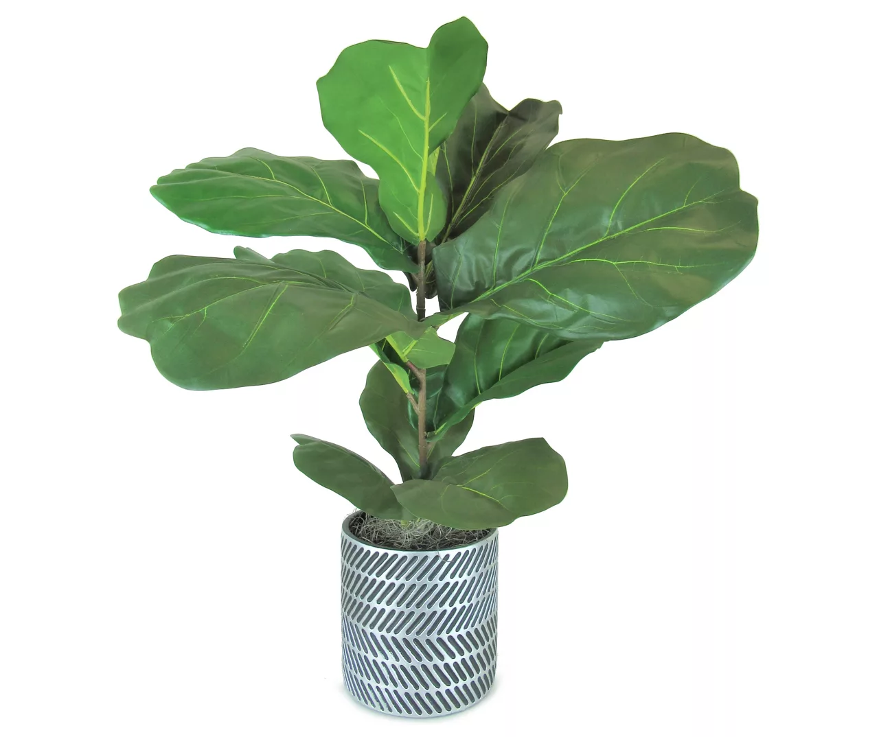 36" Fig Plant In Silver Cement Pot 1 36" Fig Plant In Silver Cement Pot