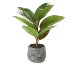Rubber Plant In Carved Cement Pot