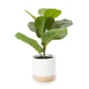 16" Fig Leaf Plant In Round Ribbed Ceramic Pot